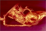 Rhyton_head of a stag